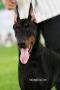 Foto Anjing Dobermann Nasional 2011
