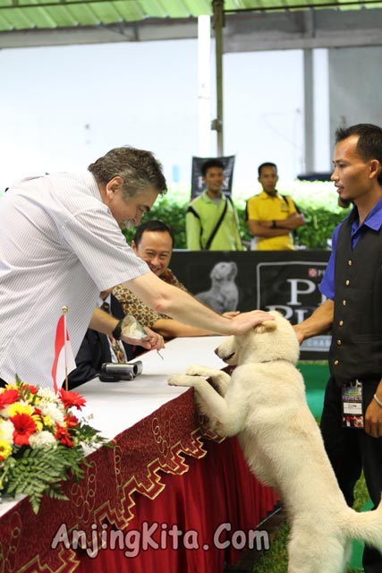 Pamnas Anjing Kintamani 2012