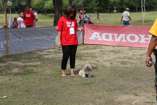 Friendly Dog Competition