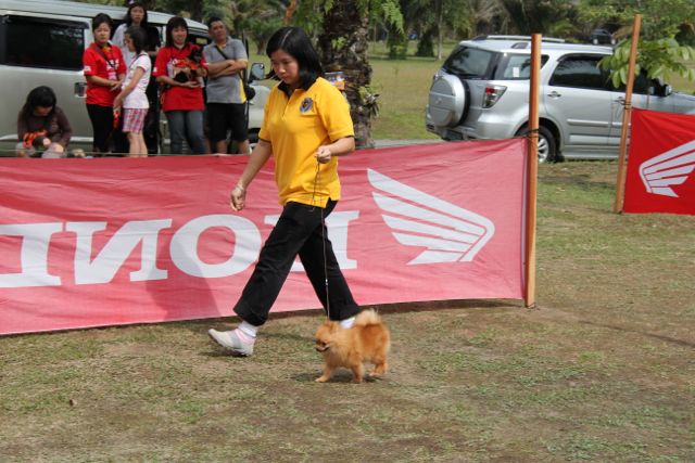 Friendly Dog Competition
