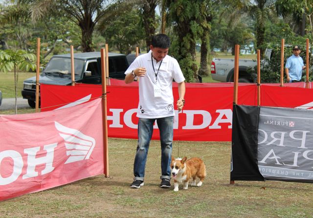 Friendly Dog Competition