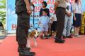 Foto Anjing pada Pameran & Acara Tahun 2012