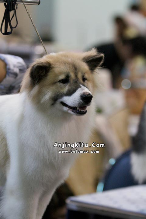 Thailand International Dog Show 2012