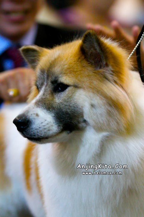 Thailand International Dog Show 2012
