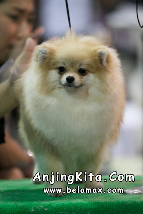 Thailand International Dog Show 2012