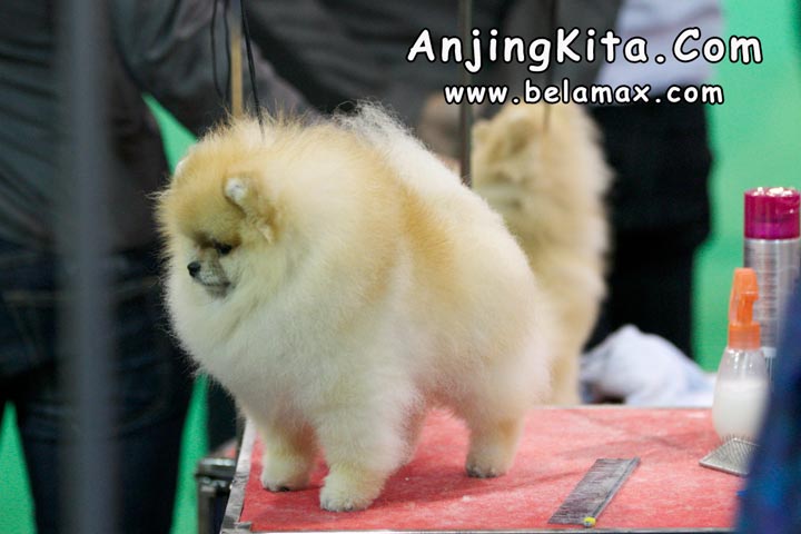Thailand International Dog Show 2012