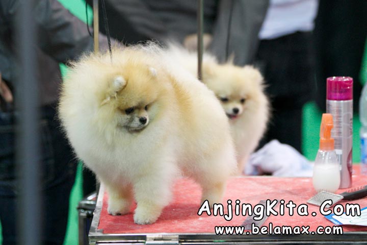 Thailand International Dog Show 2012