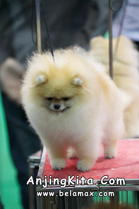 Thailand International Dog Show 2012