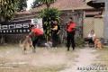 Foto Anjing pada Pameran & Acara Tahun 2012