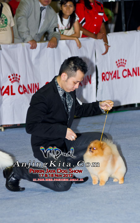 Pameran Anjing Perkin Jaya 17 & 18 Nov 2012