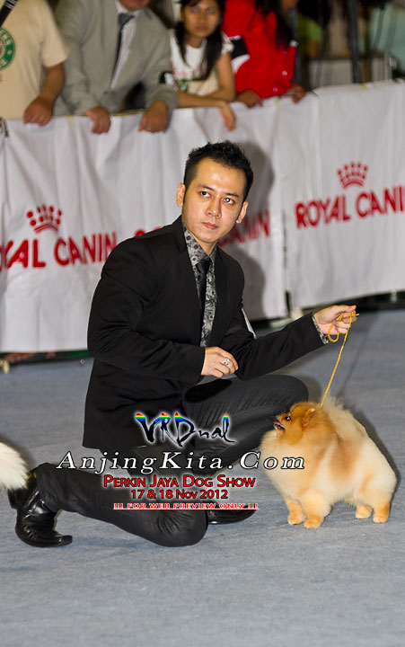 Pameran Anjing Perkin Jaya 17 & 18 Nov 2012