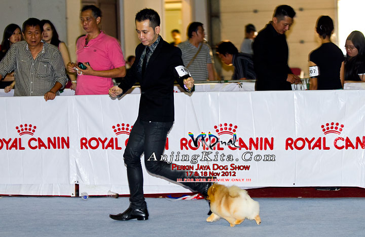 Pameran Anjing Perkin Jaya 17 & 18 Nov 2012