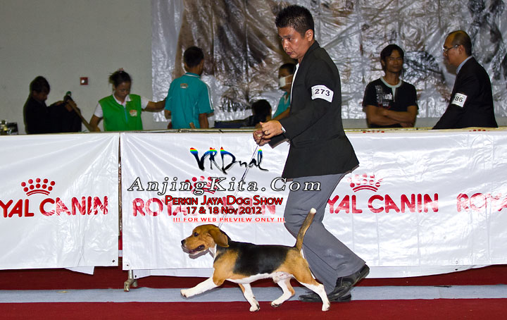 Pameran Anjing Perkin Jaya 17 & 18 Nov 2012
