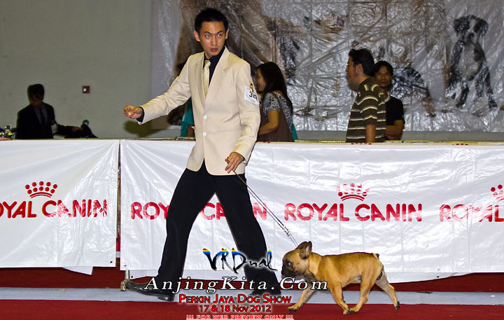 Pameran Anjing Perkin Jaya 17 & 18 Nov 2012