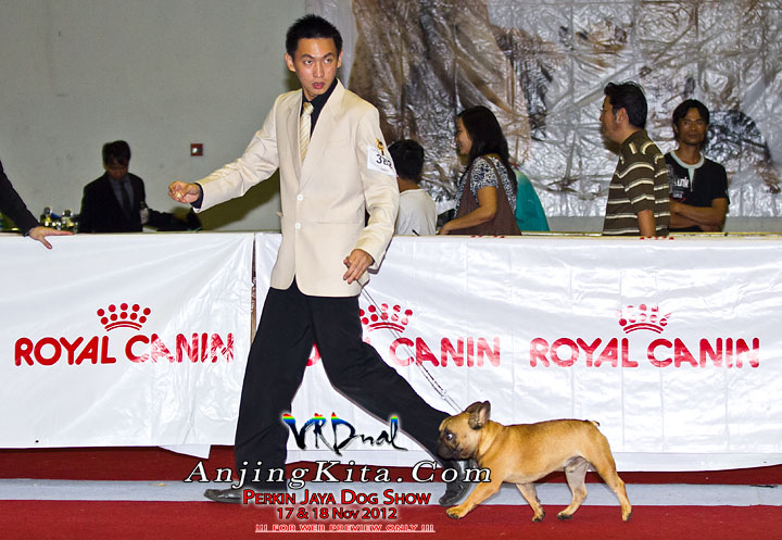 Pameran Anjing Perkin Jaya 17 & 18 Nov 2012