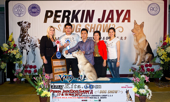 Pameran Anjing Perkin Jaya 17 & 18 Nov 2012