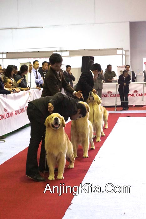 Pameran Anjing Perkin Jaya 17 & 18 Nov 2012