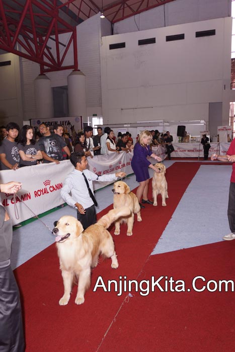 Pameran Anjing Perkin Jaya 17 & 18 Nov 2012