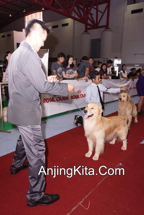 Pameran Anjing Perkin Jaya 17 & 18 Nov 2012