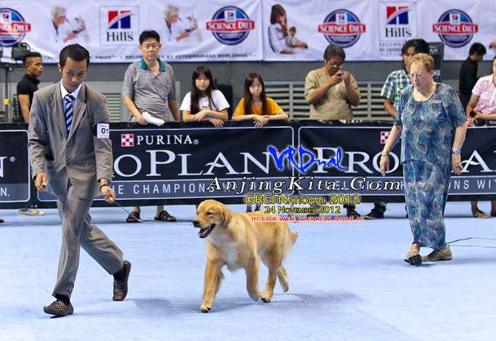 Pameran Anjing Golden Retriever National 2012