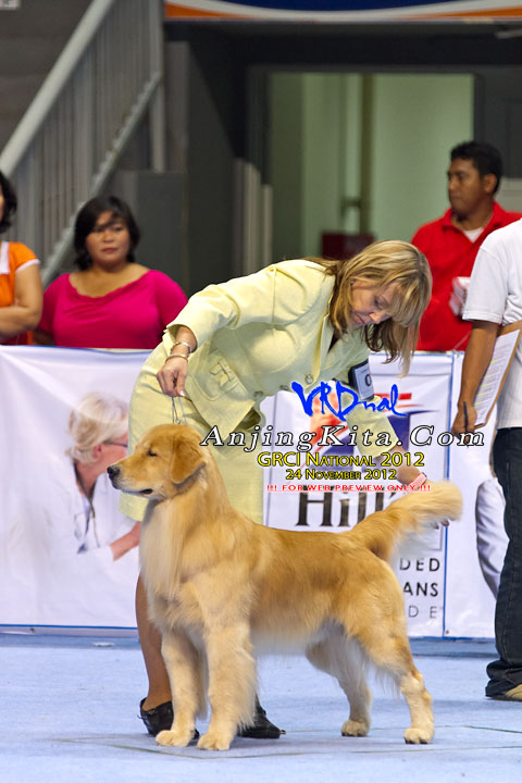 Pameran Anjing Golden Retriever National 2012