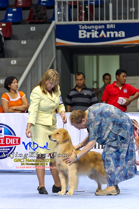 Pameran Anjing Golden Retriever National 2012