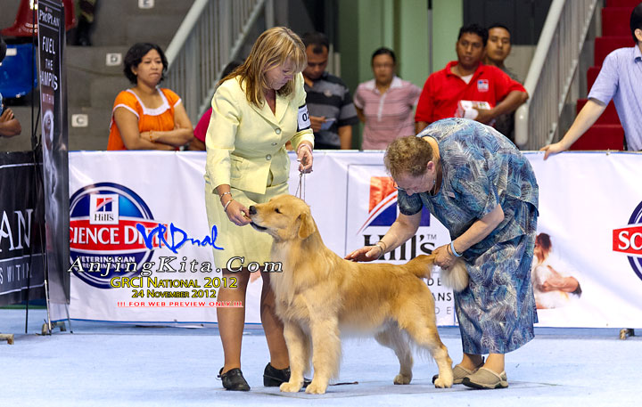Pameran Anjing Golden Retriever National 2012