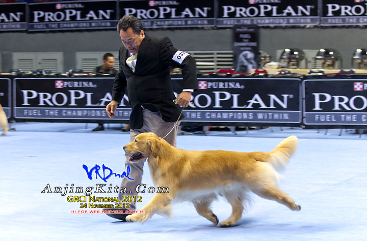 Pameran Anjing Golden Retriever National 2012