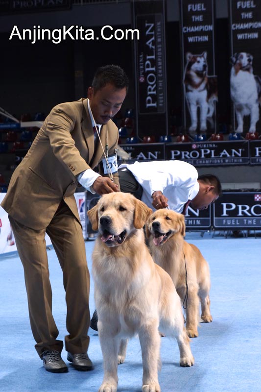 Pameran Anjing Golden Retriever National 2012
