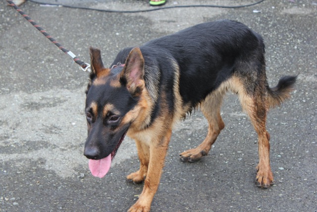 Jayapura Dog Lover Gathering