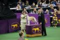 Westminster 2013