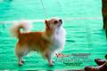 Perkin Jabar Dog Show, Karya Guna & Agility