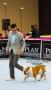 Perkin Jaya All Breed Dog Show 2013 : Jakarta Royal Show