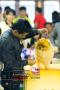 Semarang Dog Show 2013