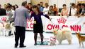 Jakarta Dog Show 2013 ; 23-24 November 2013