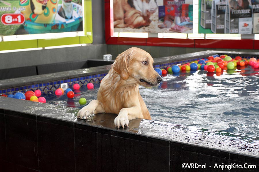 Pet Station Pluit