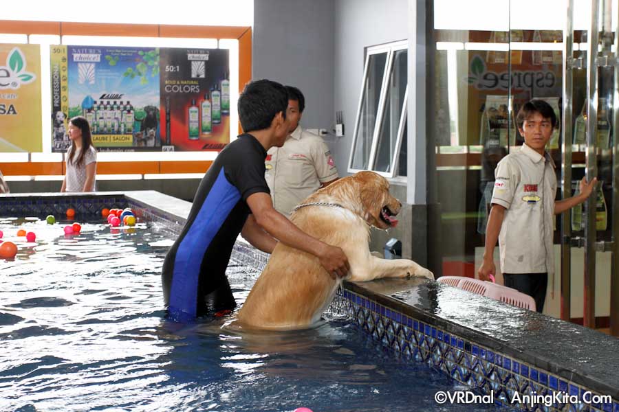 Pet Station Pluit