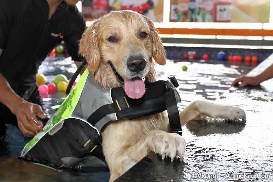 Pet Station Pluit