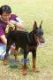 Pameran Back to Back Dobermann of the Year Boxer & Mini Pincher Specialty