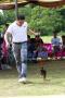 Pameran Back to Back Dobermann of the Year Boxer & Mini Pincher Specialty