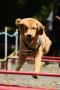 Meet the breed : GOLDEN RETRIEVER 