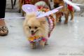 Jingle Dog by Dog Lovers Indonesia  