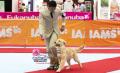 The Jakarta Dog Show 2014