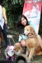 Dogs Fun Day by ACE & ALPO