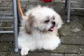 Dogs Fun Day by ACE & ALPO