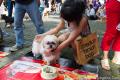 Dogs Fun Day by ACE & ALPO