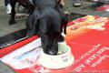 Dogs Fun Day by ACE & ALPO