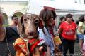 Dogs Fun Day by ACE & ALPO