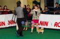 Palembang Dogshow All Breed 2014