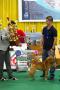Palembang Dogshow All Breed 2014